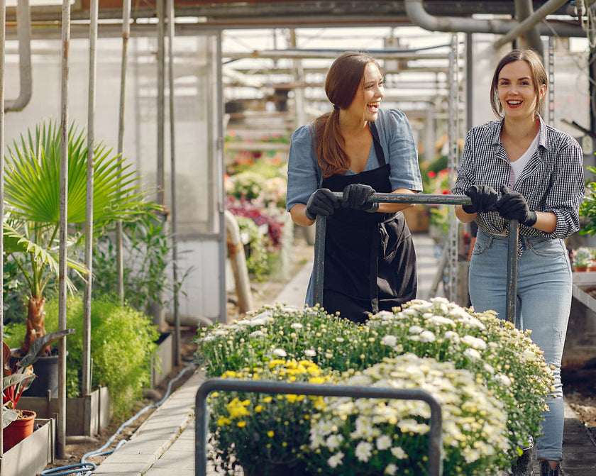 Image 312545509706 Kamerplant kiezen: 4 Onmisbare tips voor een gezonde start