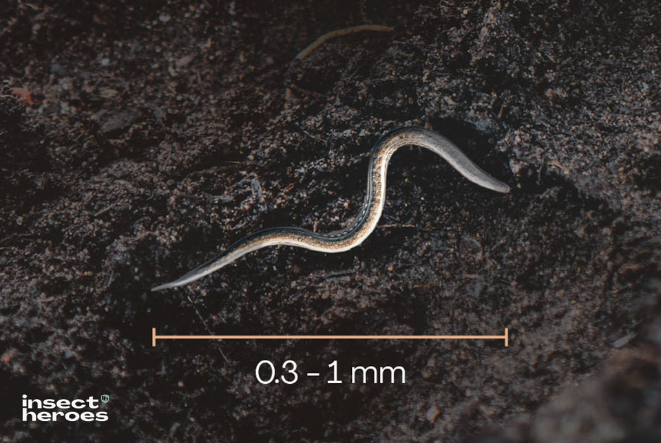 Image 309314158922 Wat zijn aaltjes en hoe zien ze eruit?