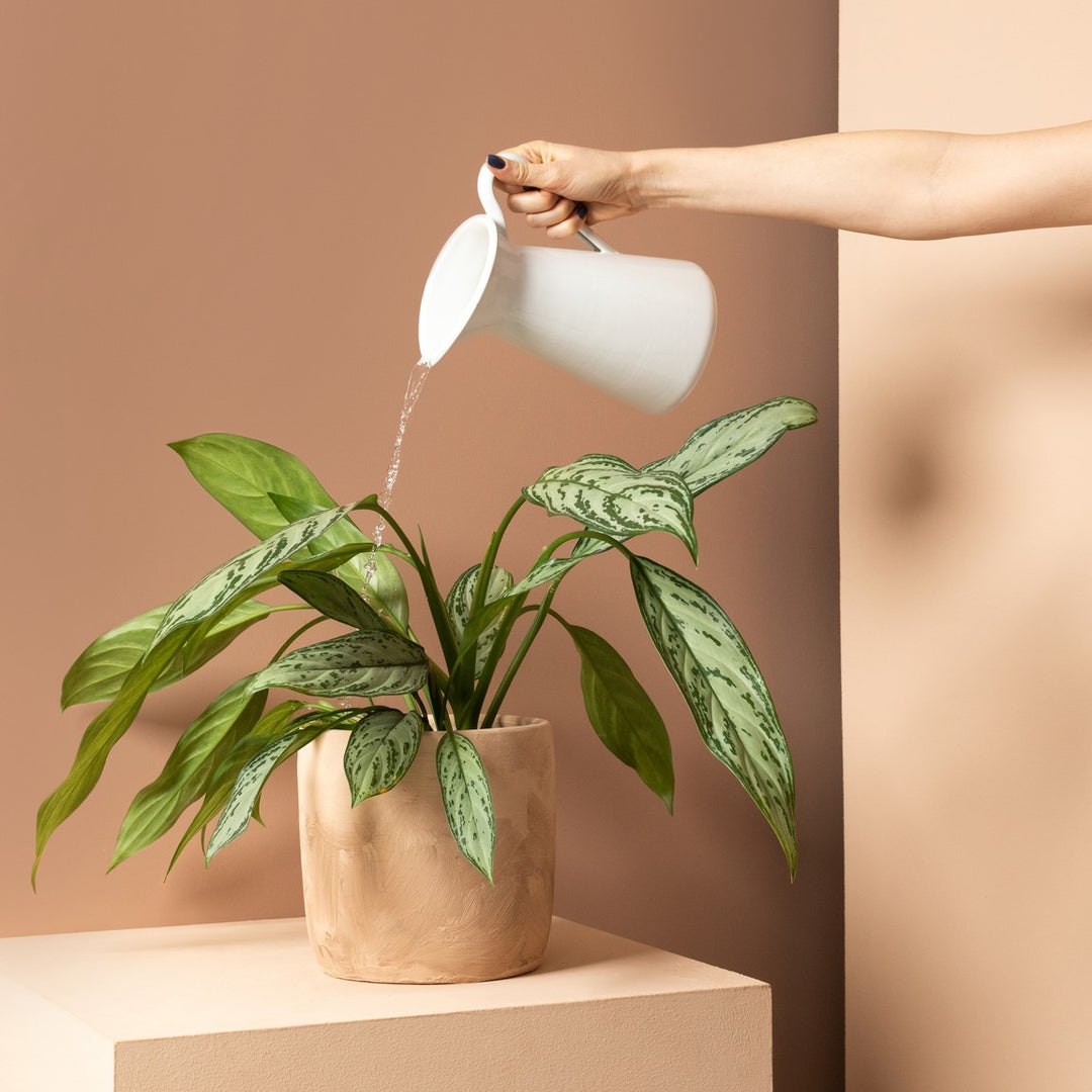 Image 131694559489 Rouwvliegjes bestrijden in kamerplanten: Praktische tips en tricks