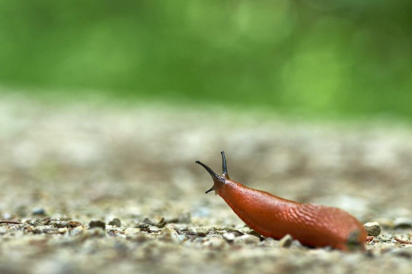 Bescherm je moestuin met de natuurlijke vijand van naaktslakken