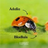 Adalia lieveheersbeestje en bladluis op een blad macro foto Adalia lieveheersbeestje en bladluis op een blad macro foto
