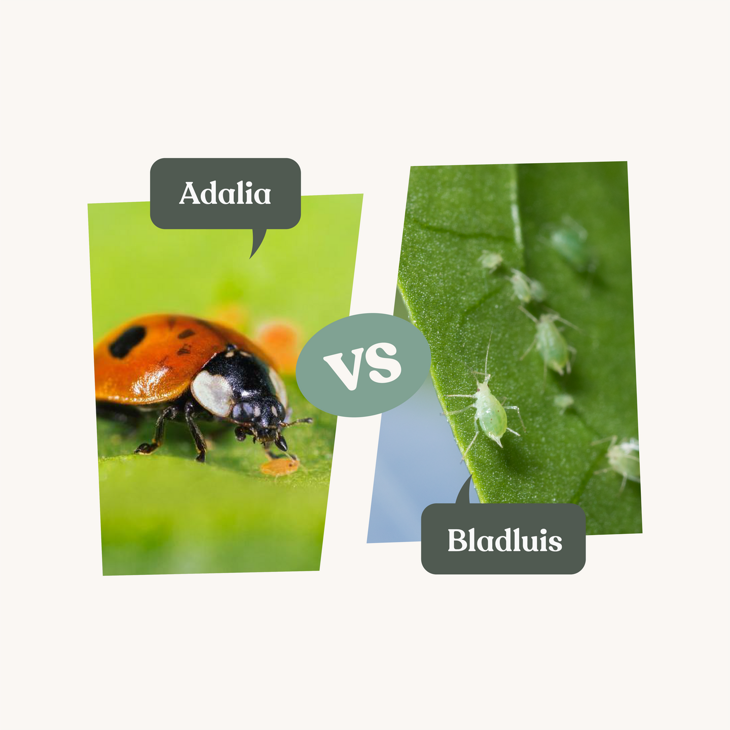 Adalia - tegen bladluis Adalia - tegen bladluis