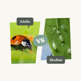 Adalia - tegen bladluis Adalia - tegen bladluis