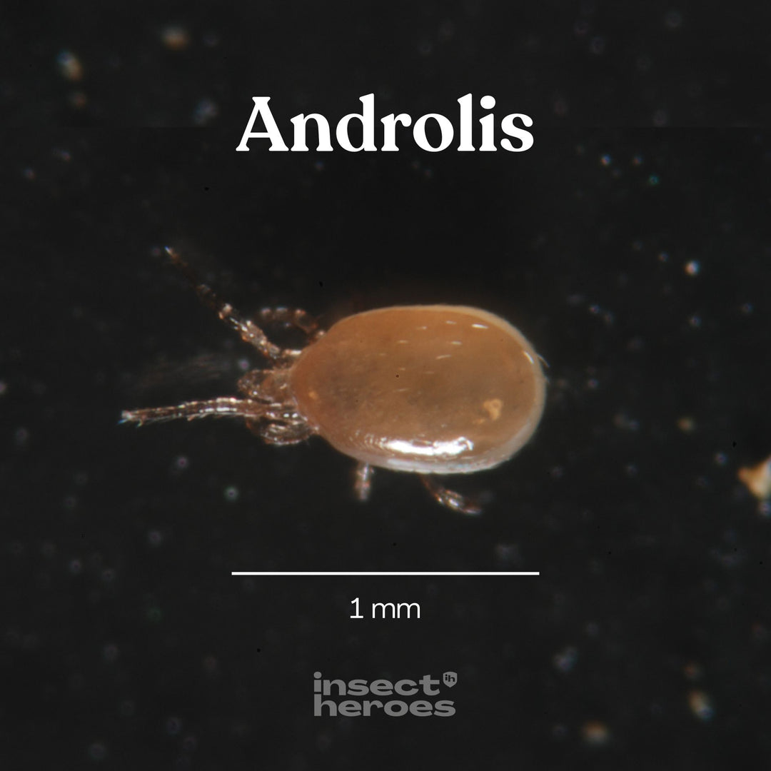 1 millimeter Androlis roofmijt macro foto 1 millimeter Androlis roofmijt macro foto
