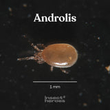 1 millimeter Androlis roofmijt macro foto 1 millimeter Androlis roofmijt macro foto