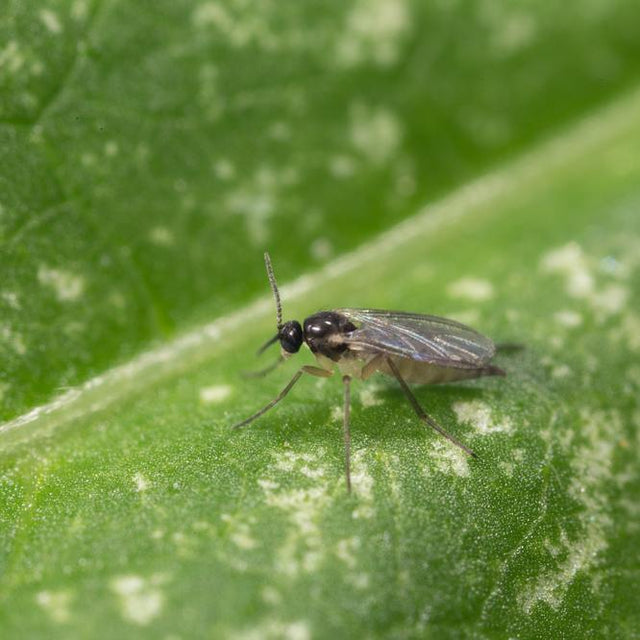Image 28868951900417 rouwvliegje op plant macro foto