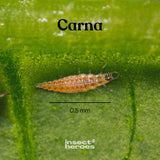 0.5 millimeter Carna larve macro foto 0.5 millimeter Carna larve macro foto