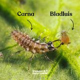 Carna larven en bladluis op eeen blad macro foto Carna larven en bladluis op eeen blad macro foto