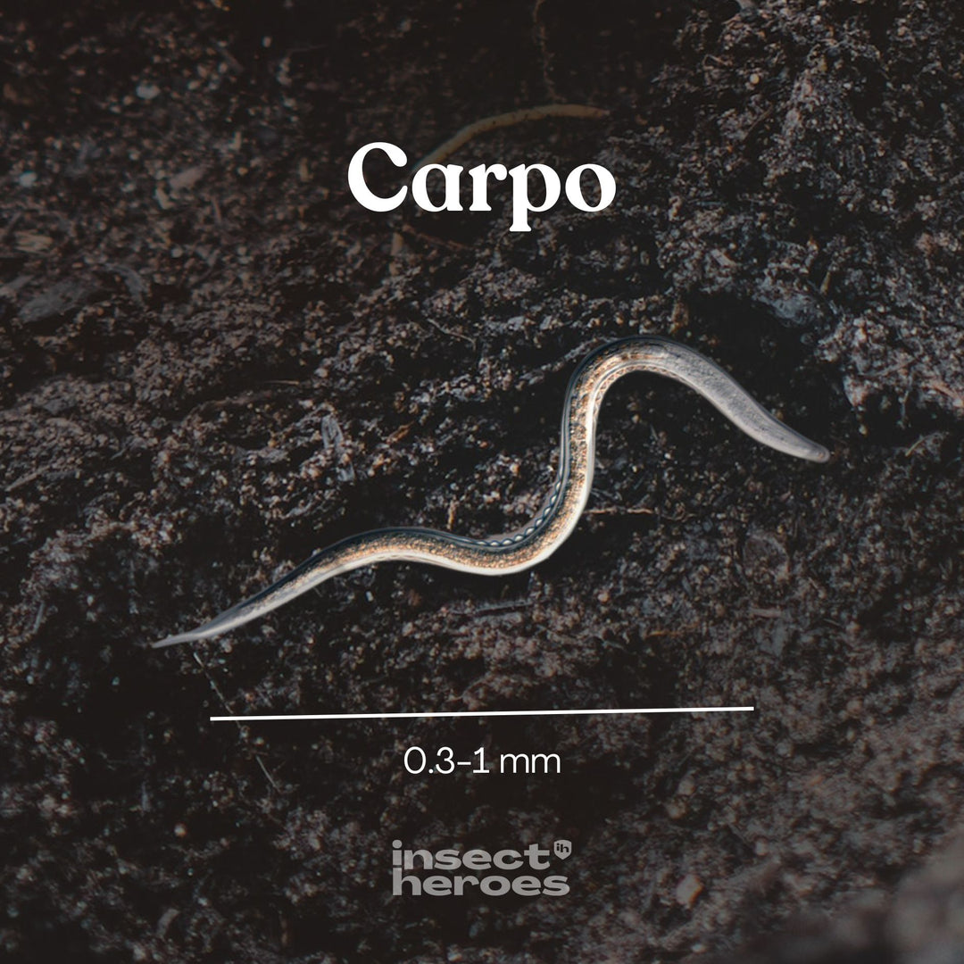 0.3 millimeter tot 1 millimeter Carpo aaltje macro foto 0.3 millimeter tot 1 millimeter Carpo aaltje macro foto