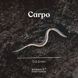 0.3 millimeter tot 1 millimeter Carpo aaltje macro foto 0.3 millimeter tot 1 millimeter Carpo aaltje macro foto