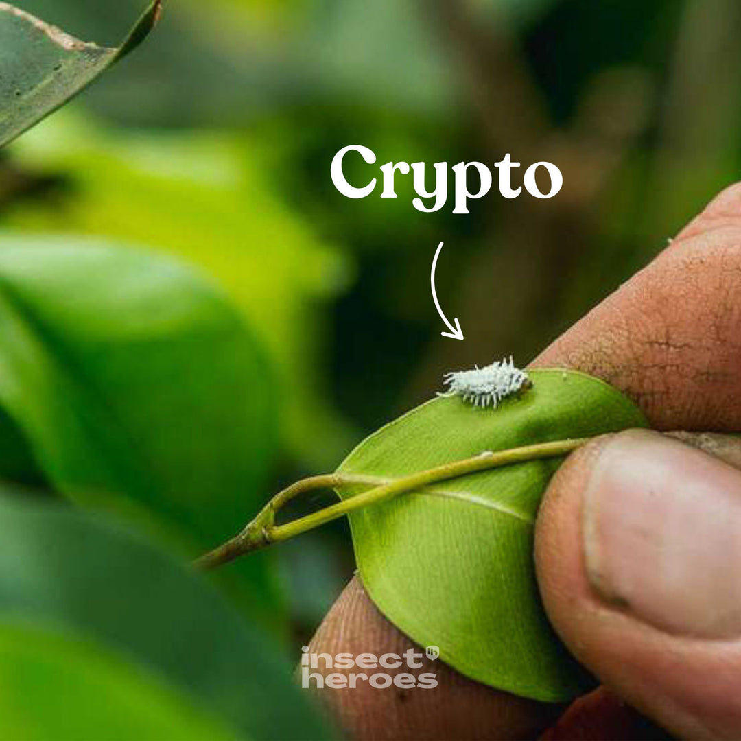 Crypto roofkever op een blad macro foto Crypto roofkever op een blad macro foto
