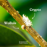 Crypto roofkever en Wolluis op een tak macro foto Crypto roofkever en Wolluis op een tak macro foto