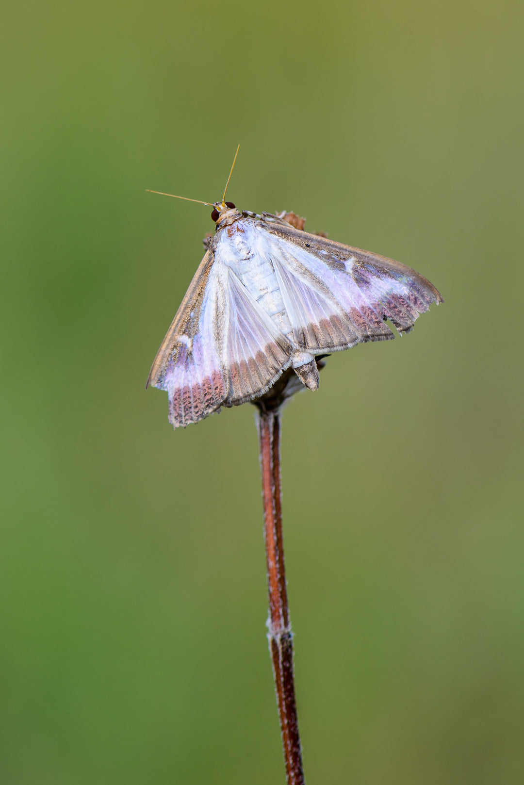 cydalima perspectalis zilverkleurige buxusmot op takje