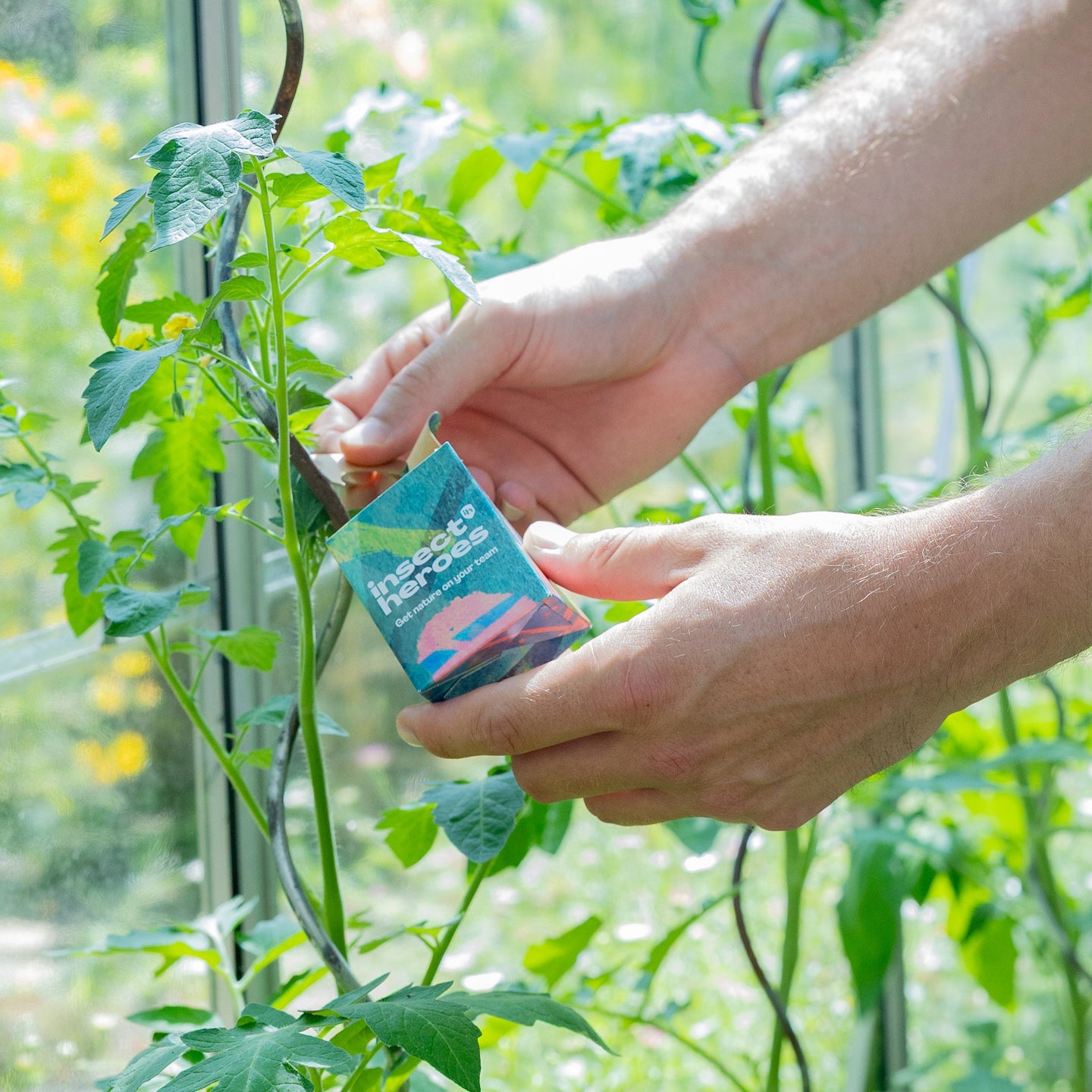 Boxi Boxi uitzetdoosje wordt opgehangen aan de stengel van een plant
