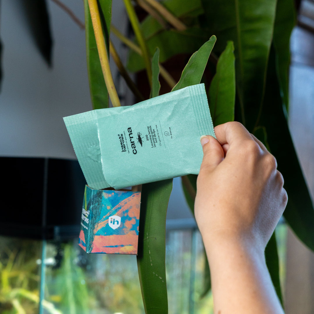 Zakje Carna wat wordt geleegd in een boxi uitzetdoosje aan een plant Zakje Carna wat wordt geleegd in een boxi uitzetdoosje aan een plant