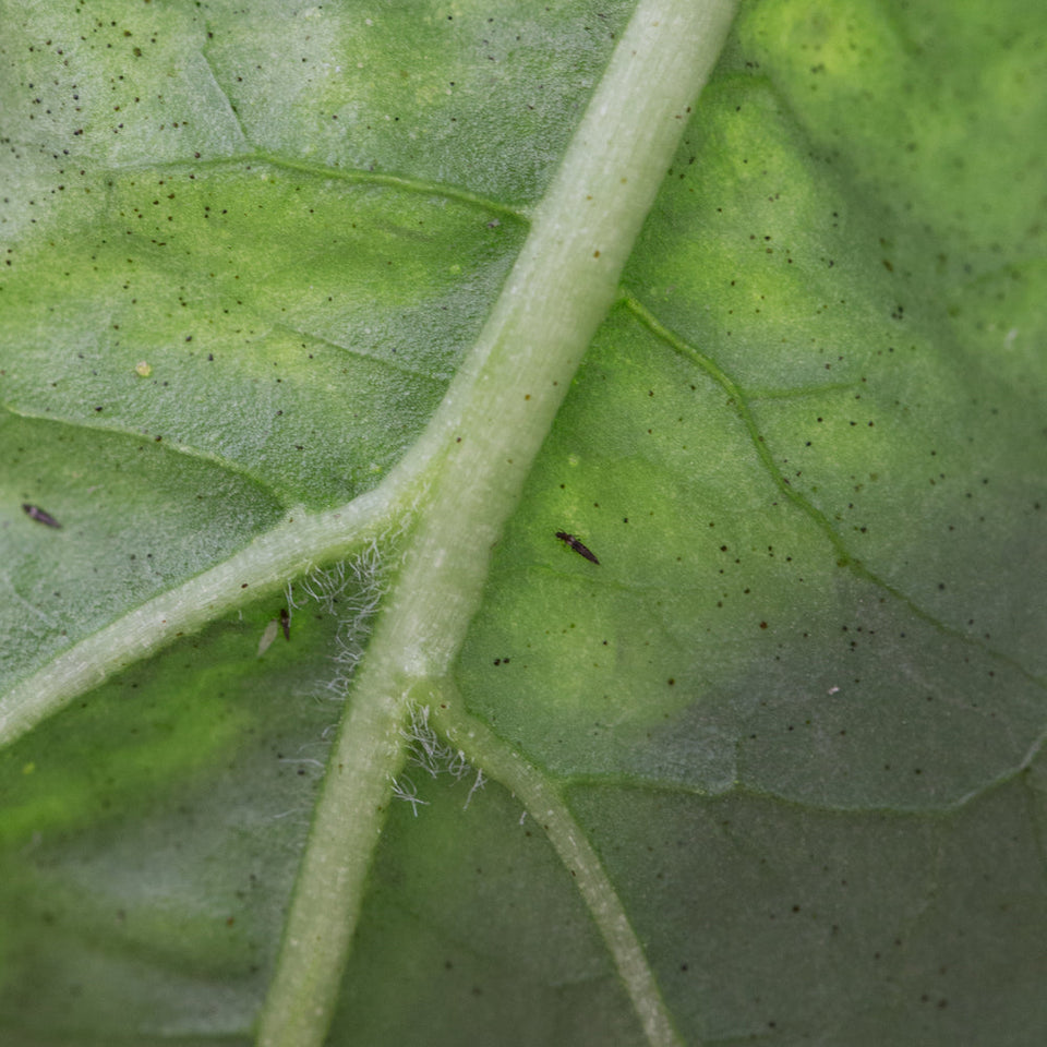 donkere volwassen trips op blad met zwarte stipjes