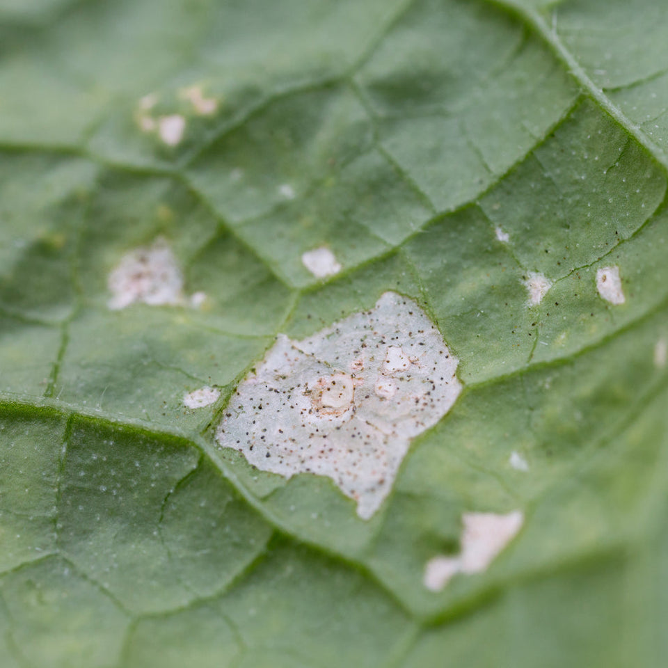 schade trips witte vlek op blad met zwarte puntjes erin