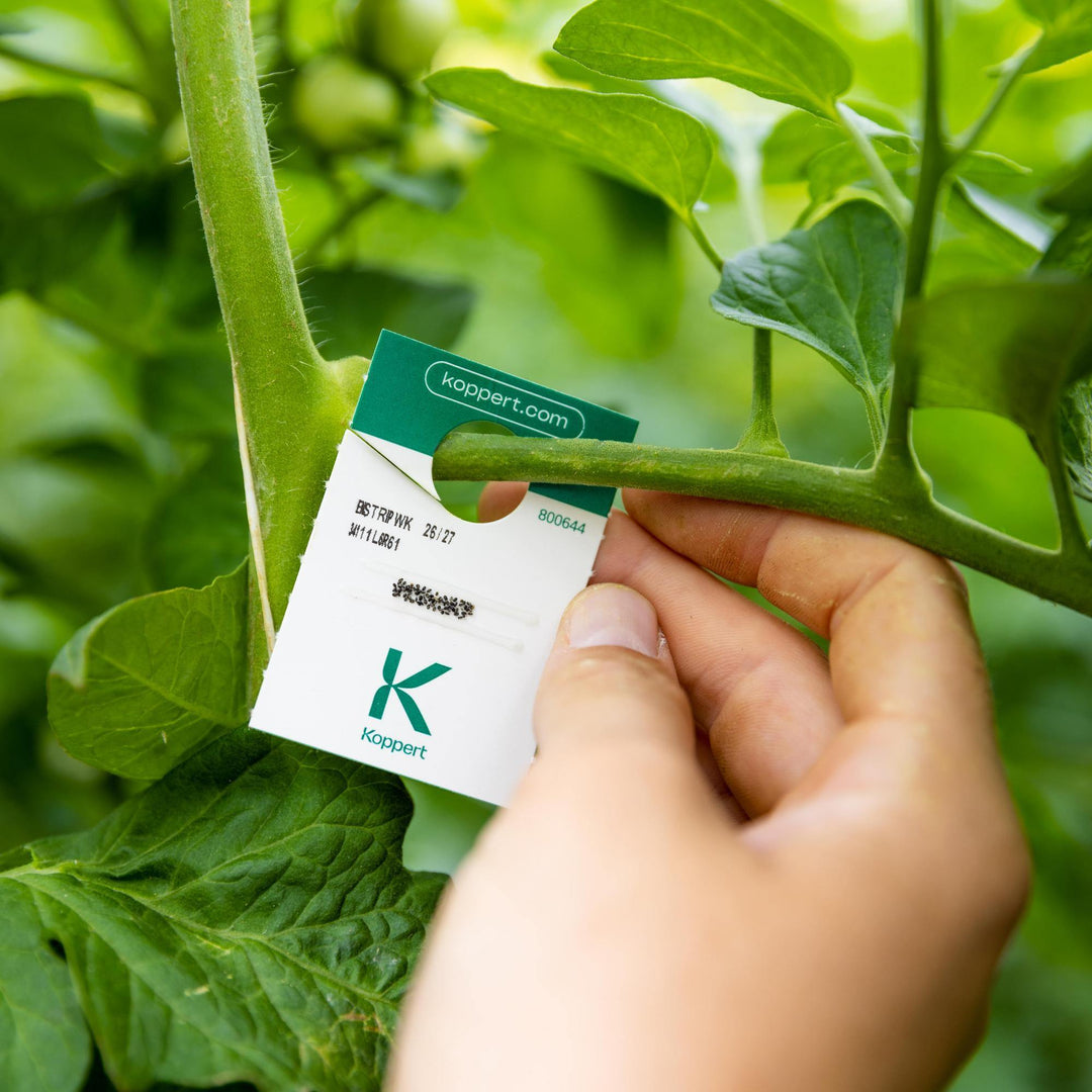 Kaartje mosi aan een tomatenplant Kaartje mosi aan een tomatenplant