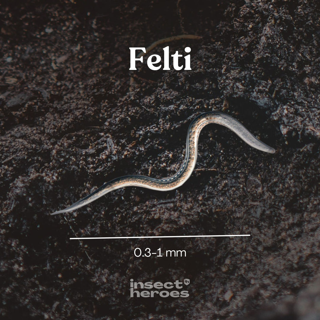0.3 millimeter tot 1 millimeter Felti aaltje macro foto 0.3 millimeter tot 1 millimeter Felti aaltje macro foto