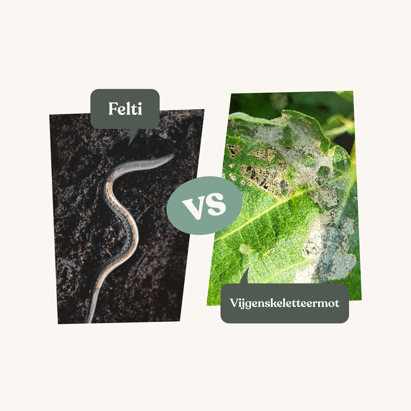 Felti - tegen vijgenskeletteermot Felti - tegen vijgenskeletteermot