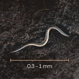 Aaltje grootte Aaltje grootte