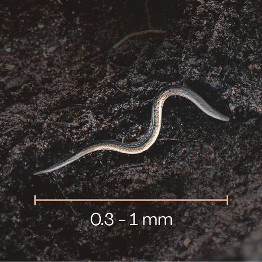 Aaltje grootte Aaltje grootte