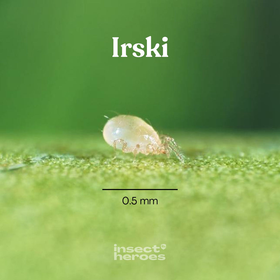 0.5 millimeter Irski roofmijt macro foto 0.5 millimeter Irski roofmijt macro foto