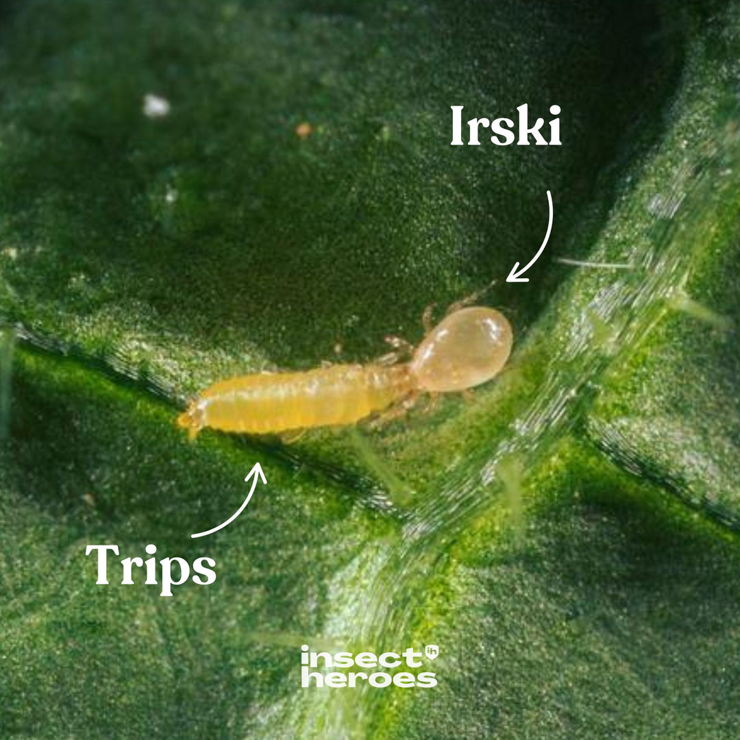 Irski roofmijt en Trips op een blad macro foto Irski roofmijt en Trips op een blad macro foto