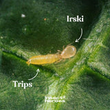 Irski roofmijt en Trips op een blad macro foto Irski roofmijt en Trips op een blad macro foto