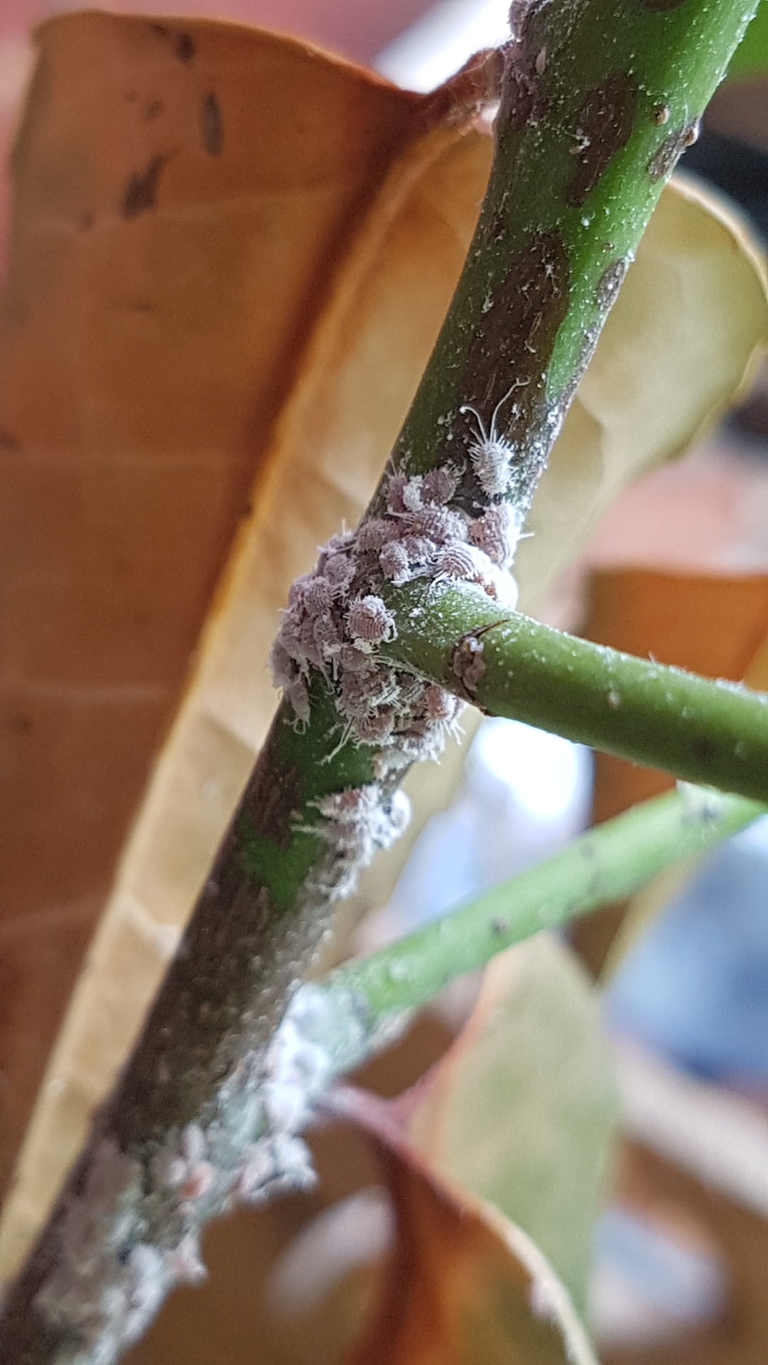 laurierplant met groepje wolluizen rondom bladoksel