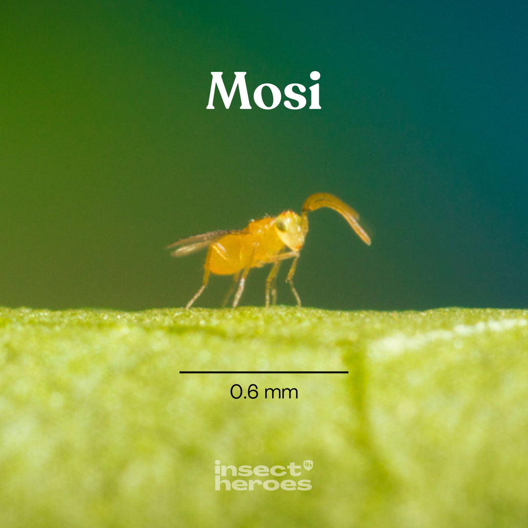 0.6 millimeter Mosi sluipwesp macro foto 0.6 millimeter Mosi sluipwesp macro foto