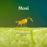 0.6 millimeter Mosi sluipwesp macro foto 0.6 millimeter Mosi sluipwesp macro foto