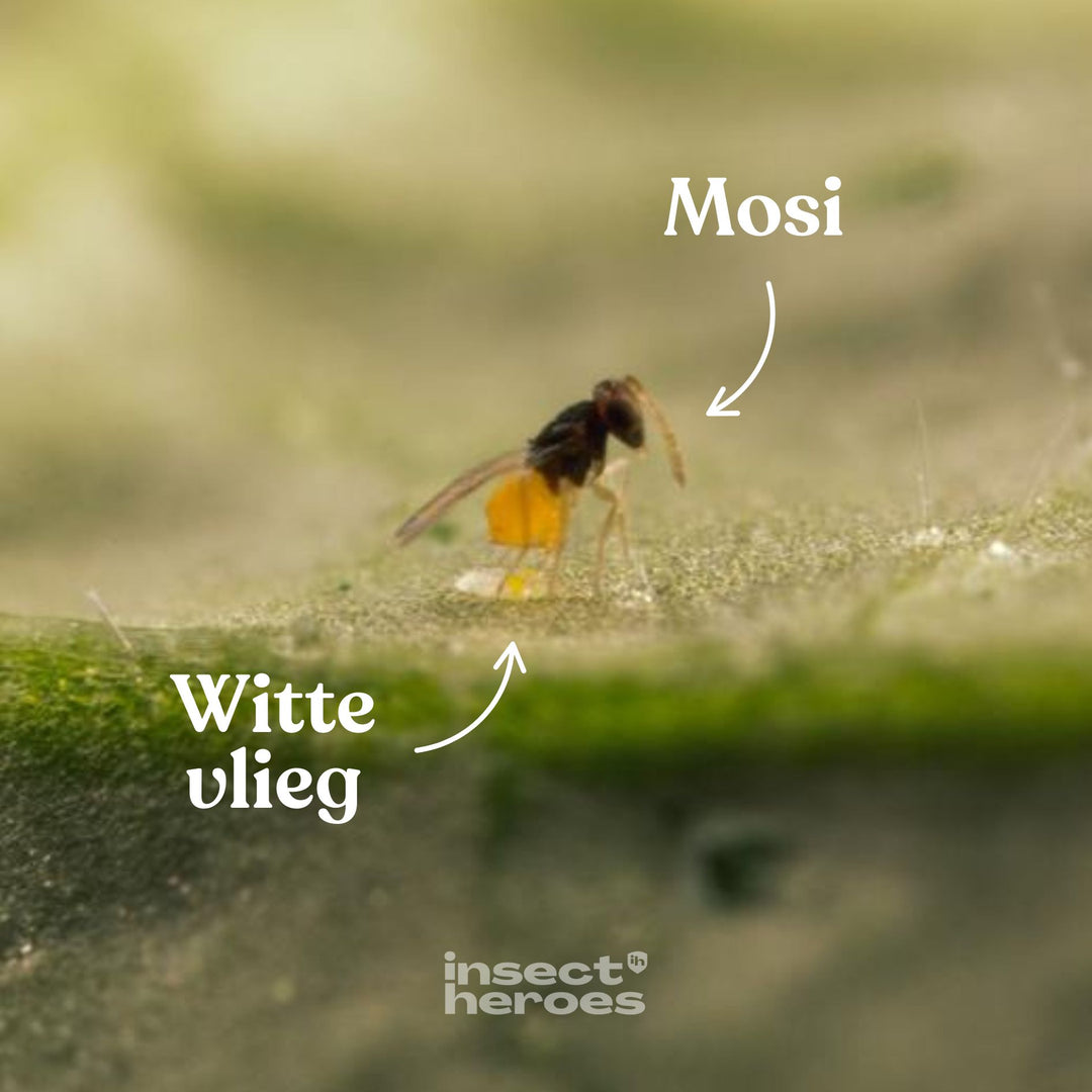 Mosi sluipwesp en Witte vlieg op een blad macro foto Mosi sluipwesp en Witte vlieg op een blad macro foto