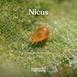 0.5 millimeter Nicus mijt macro foto 0.5 millimeter Nicus mijt macro foto