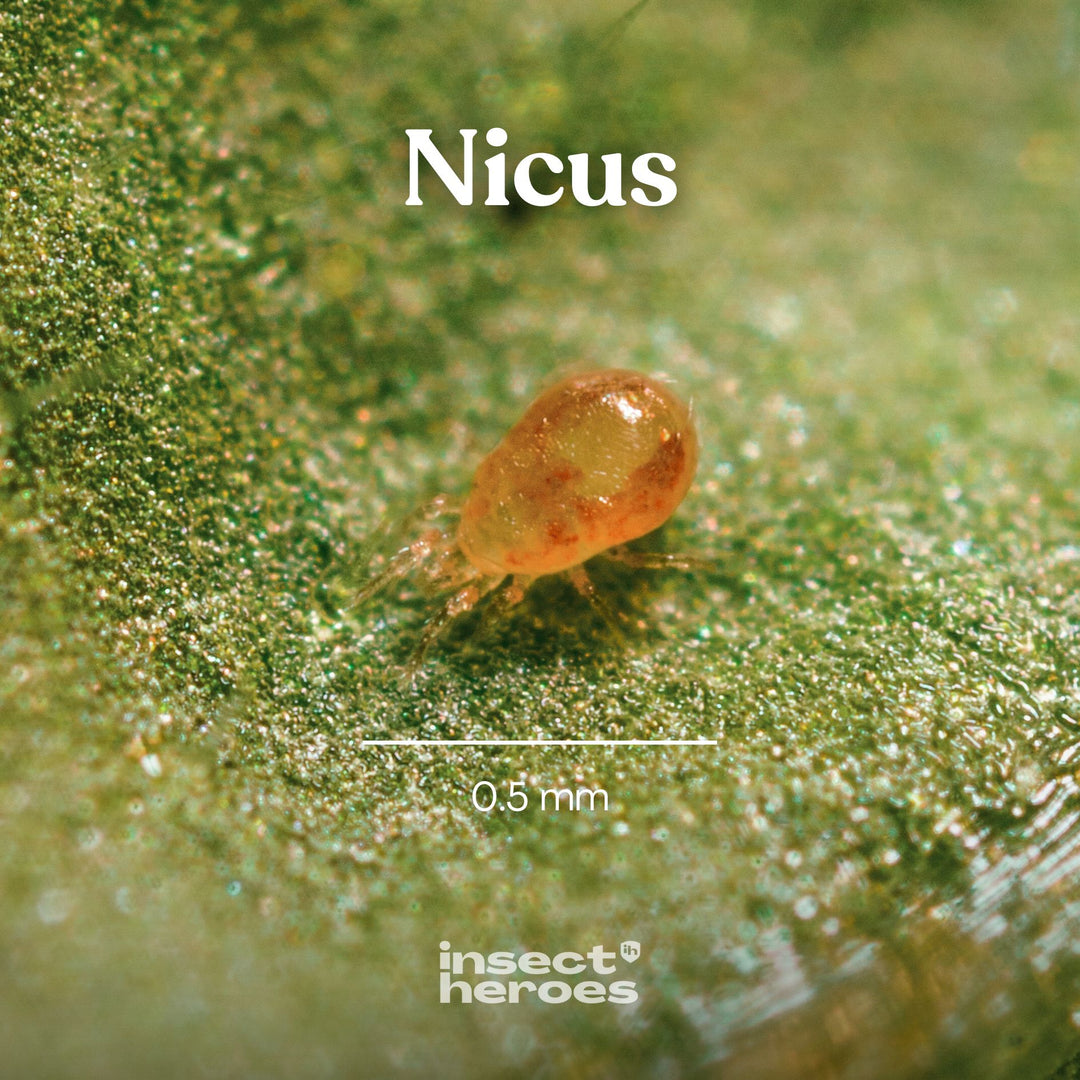0.5 millimeter Nicus roofmijt macro foto 0.5 millimeter Nicus roofmijt macro foto