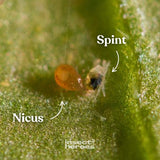 Nicus mijt en Spint op een blad macro foto Nicus mijt en Spint op een blad macro foto