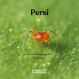 0.5 millimeter Persi roofmijt macro foto 0.5 millimeter Persi roofmijt macro foto