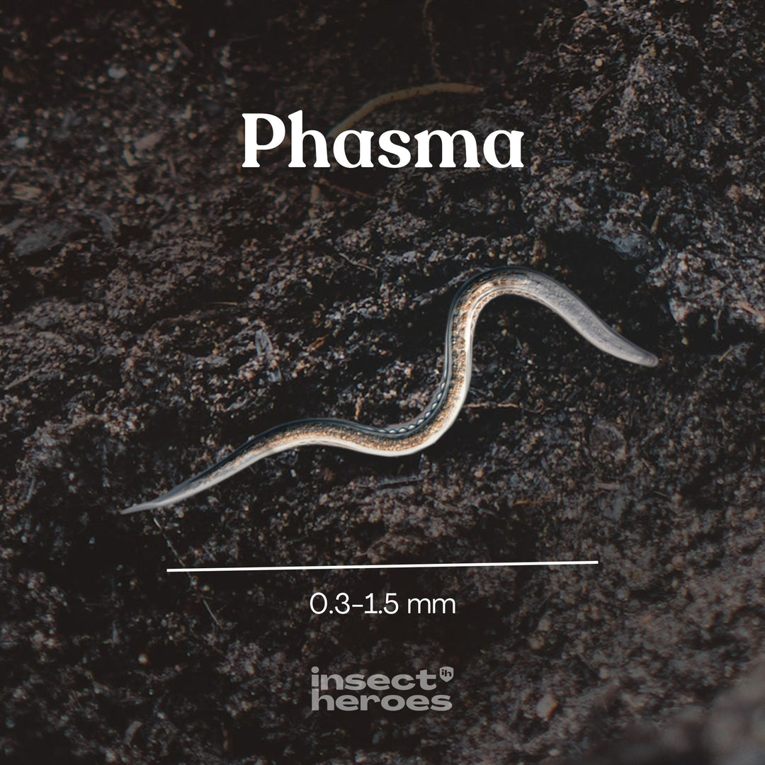 0.3 millimeter tot 1.5 millimeter Phasma aaltje macro foto 0.3 millimeter tot 1.5 millimeter Phasma aaltje macro foto