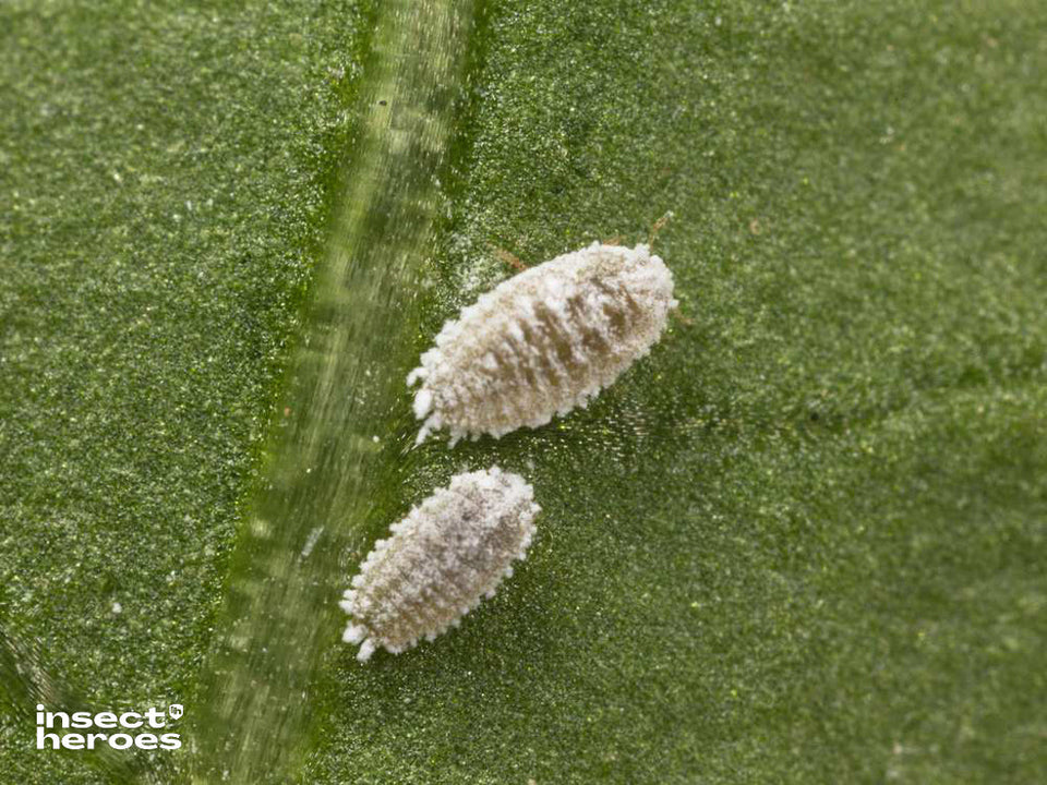 volwassen witgekleurde wolluizen Phenacoccus solani