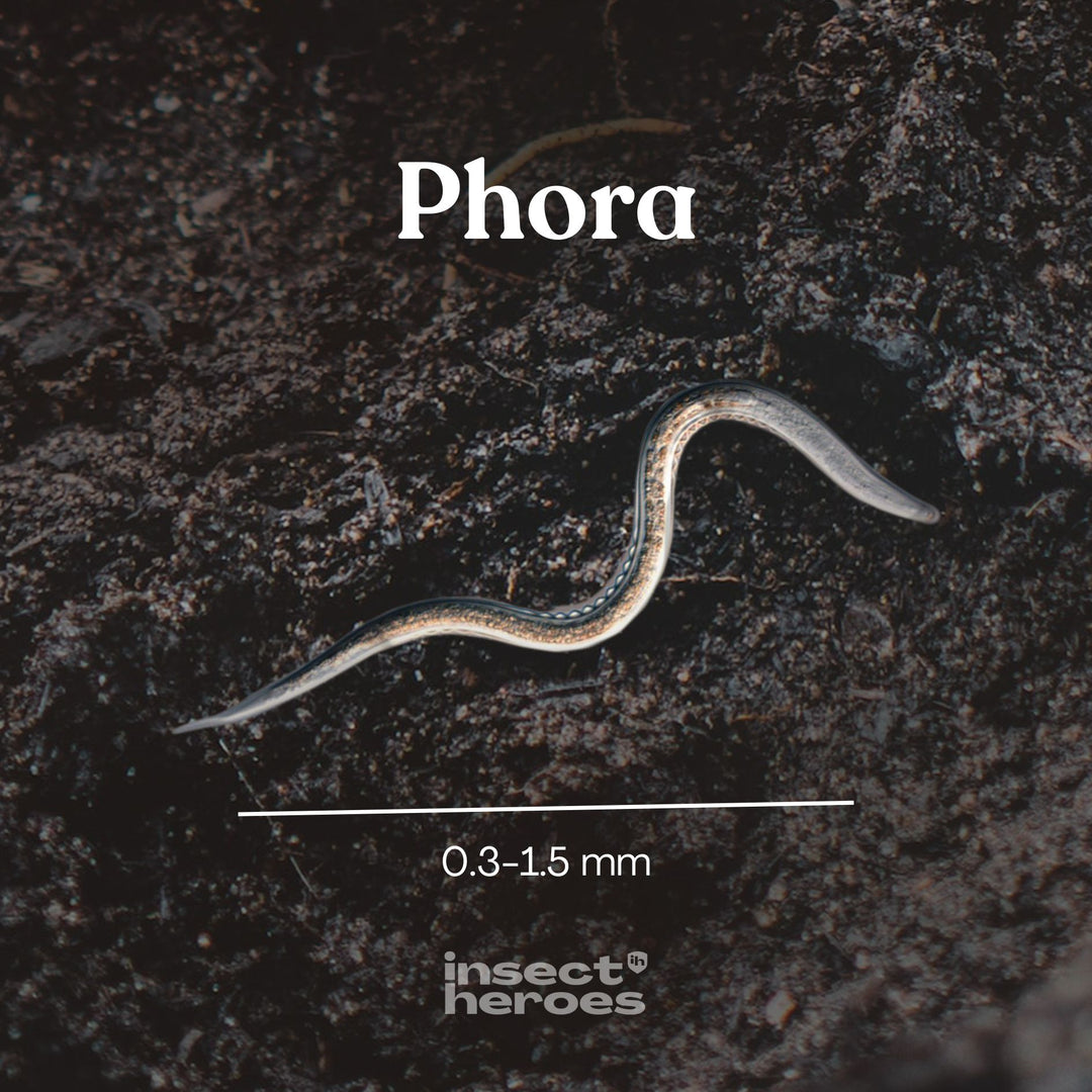 0.3 millimeter tot 1.5 millimeter Phora aaltje macro foto 0.3 millimeter tot 1.5 millimeter Phora aaltje macro foto