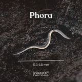 0.3 millimeter tot 1.5 millimeter Phora aaltje macro foto 0.3 millimeter tot 1.5 millimeter Phora aaltje macro foto