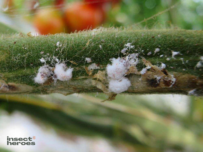 Image 43561553527114 witte pluizenbolletjes op stengel tomatenplant