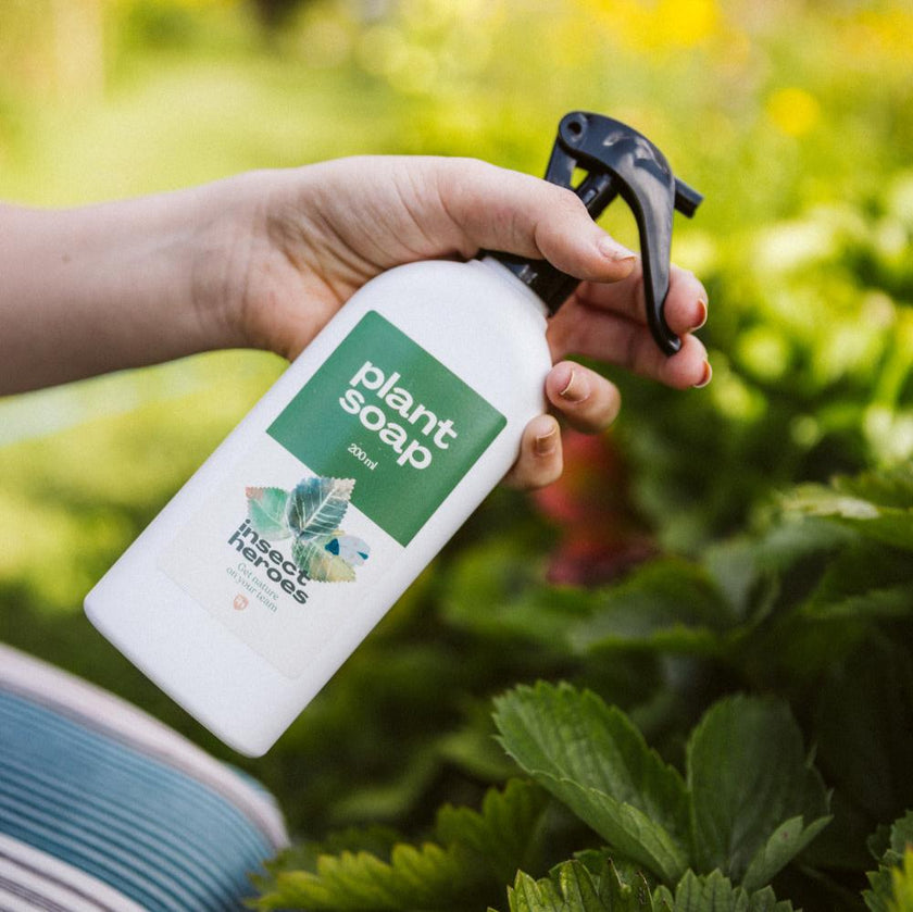 Plant Soap plant soap insect heroes