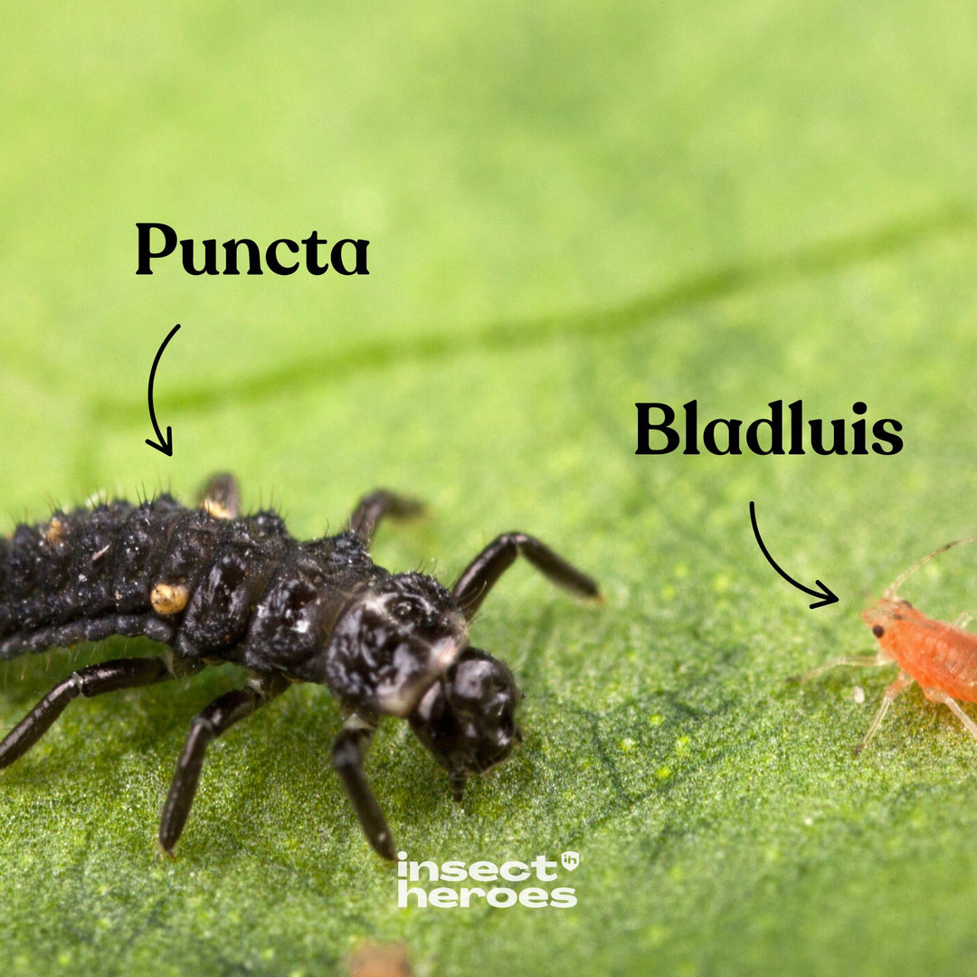 Puncta larve en Bladluis op een blad macro foto Puncta larve en Bladluis op een blad macro foto