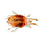Image 49633820049738 Spint
