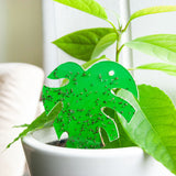 groene vangkaartje met rouwvliegjes erop in een bloempot  groene vangkaartje met rouwvliegjes erop in een bloempot