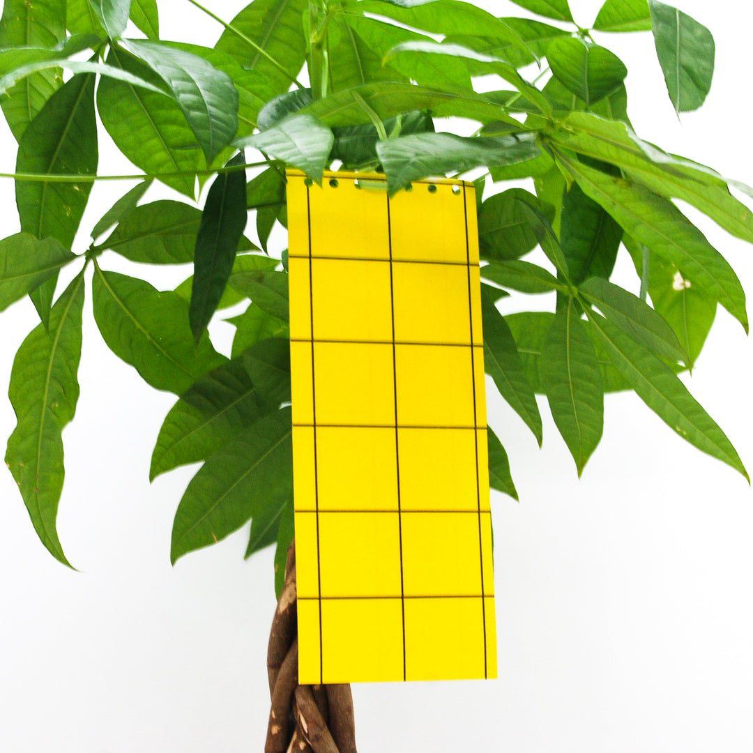 Grote Sticky Leaf vangplaa aan een bladstengel Grote Sticky Leaf vangplaa aan een bladstengel