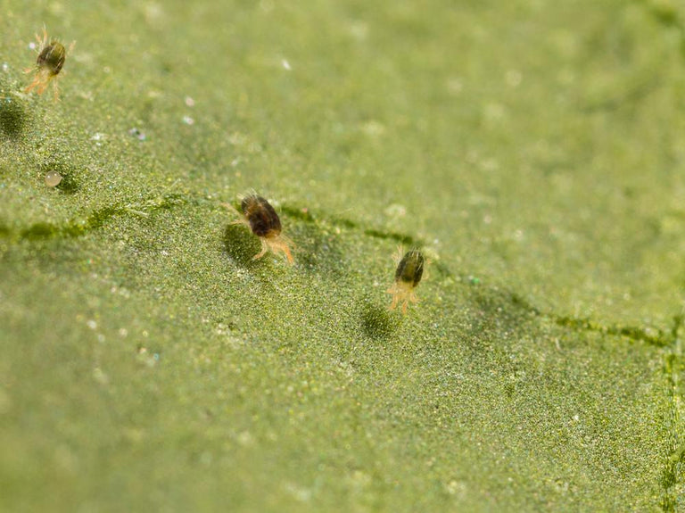 Image 43561555263818 groen gekleurde spintmijten op blad