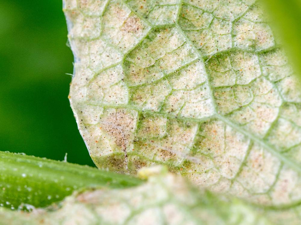 spint schade blad gele vlekken verdroging en zwarte stipjes