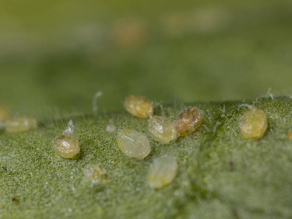 doorzichtige ronde larven van kaswittevlieg op blad